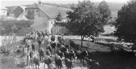 Hřebčín - koně