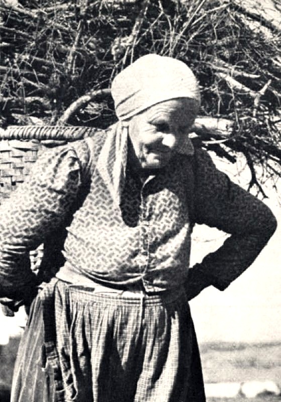 Z lesa