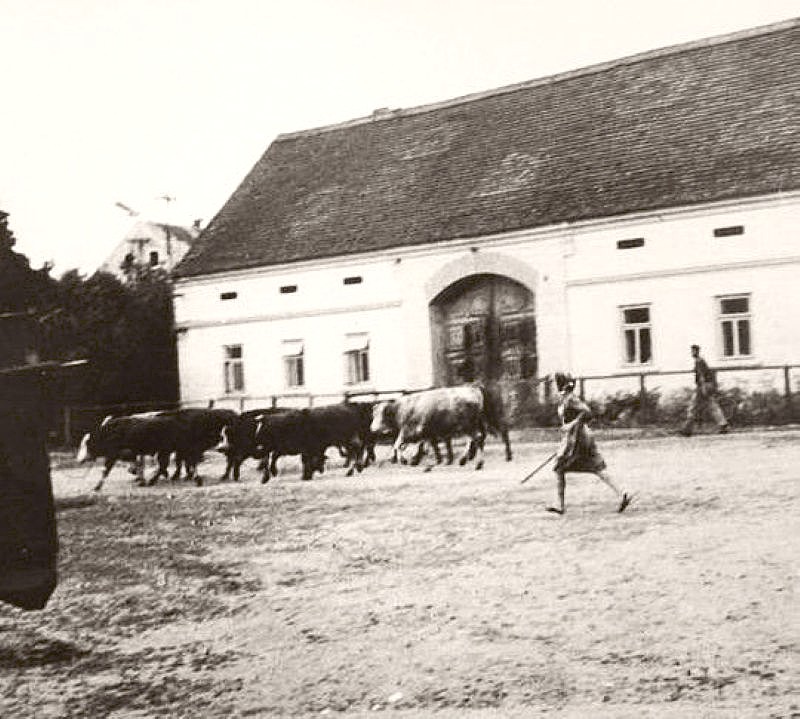  50. léta 20. století